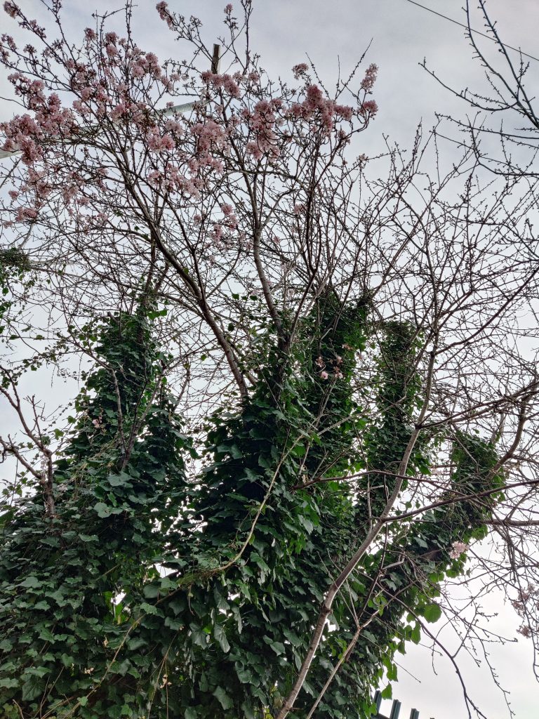 photo shows cherry trees blossoming at the top, with ivy covering the trunks