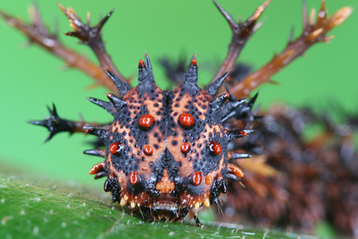 photo shows a close up of a caterpillar from the front with spikes growing from its head and red balls on its face, on a green leaf