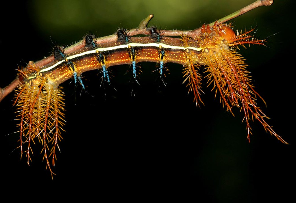 photo shows caterpillar hanging upside down on a stalk. It has long growths that look like roots