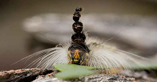 photo shows black caterpillar with white long hair sprouting outwards from its sides