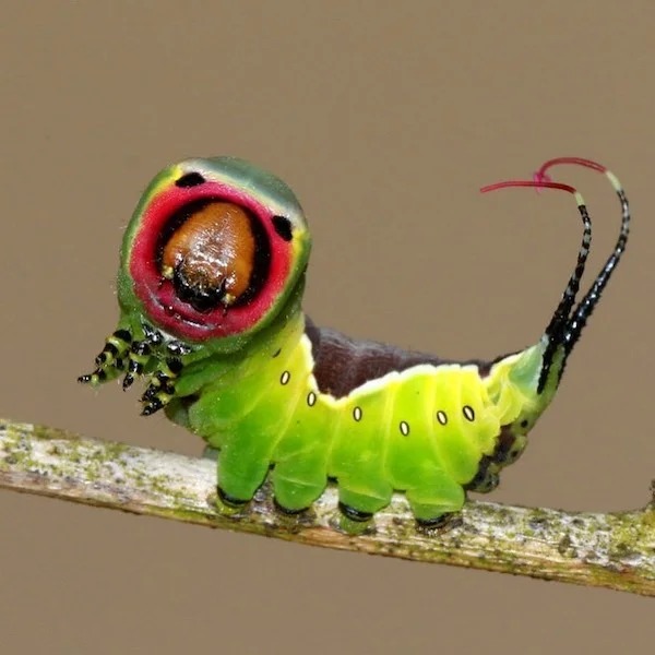 photo shows a caterpillar on a stalk. It has 8 legs holding onto the stalk and two long spindly growths from its behind that curve over towards its body. It's face is huge, has a red circle with black inner circle and two black dots above the red circle.