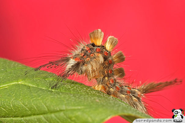 photo shows a red background, a green leaf with a caterpillar that looks like a bunch of abstract brown, blonde and red shapes