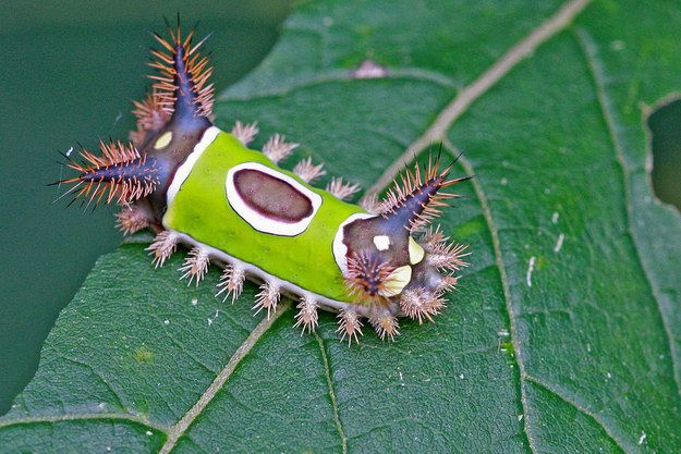 photo shows a caterpillar with two protruding spiky tufts at either end of its short body and smaller spiky tufts along the bottom length of its body and looking like its wearing a vest of green with a circle cut out on the back on a green leaf