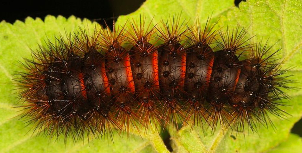photo shows a brown caterpillar with red stripes and short spikes on a green leaf