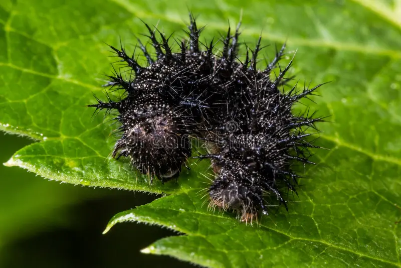 photo shows a black spiky caterpillar on a green leaf