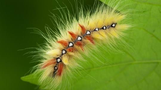 photo shows a caterpillar with orange and yellow fur sticking on a green leaf