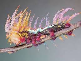 photo shows a caterpillar on a stalk that has lots of pastel colours on it and growths that look like roots