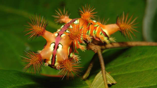 photo shows a caterpillar on a leaf that has spiky tufts growing at intervals along its body and bright green and black and red markings along the centre line of its body