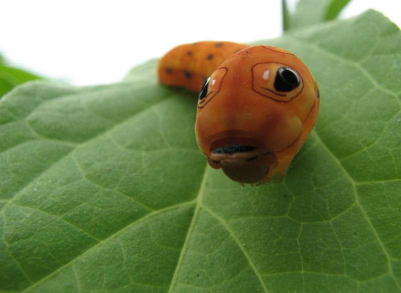 photo shows caterpillar on a leaf. Its head looks like a snake. It is orange with black eyes.