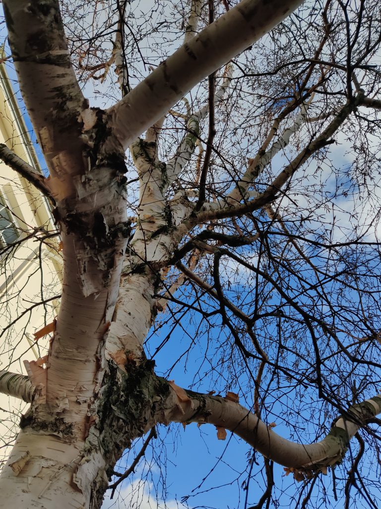 Birch tree with blue sky beyond its bare branches and twigs, with part of a building facade in the background