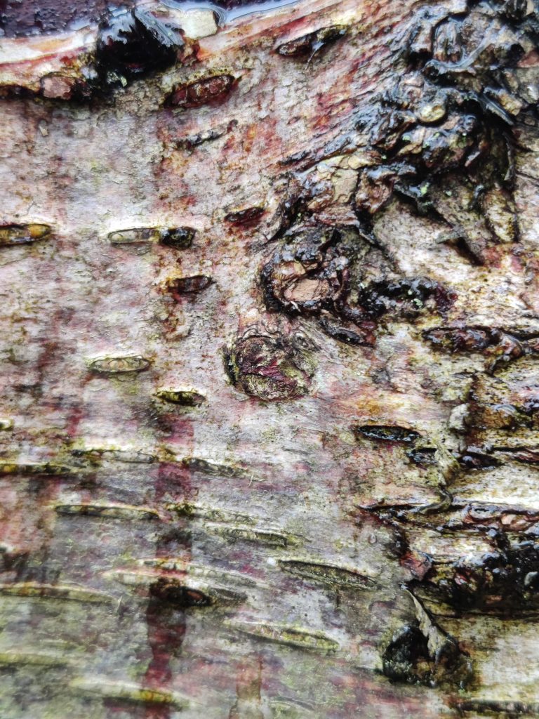 Close up of Birch bark showing the horizontal 'breathing holes'
