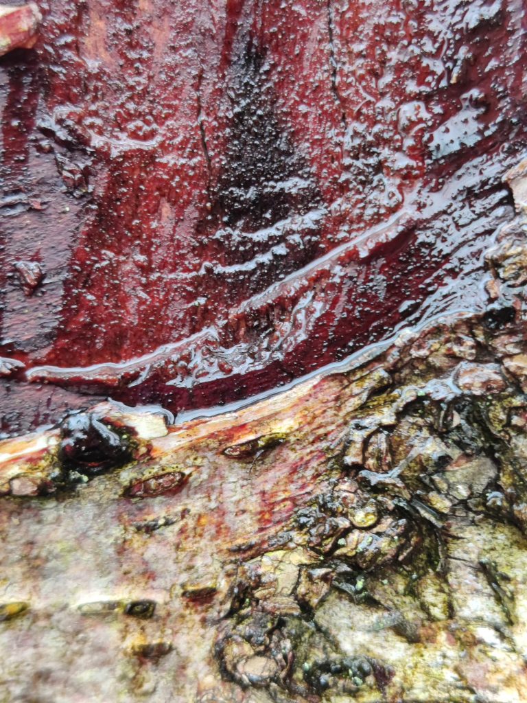 Close up of Birch bark with exposed area that looks fleshy