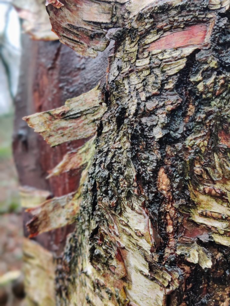 Close up of Birch bark