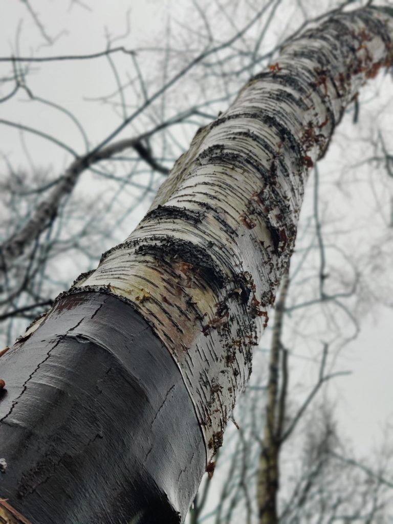 A Birch tree standing tall in a wood. Looking up the trunk towards the sky.